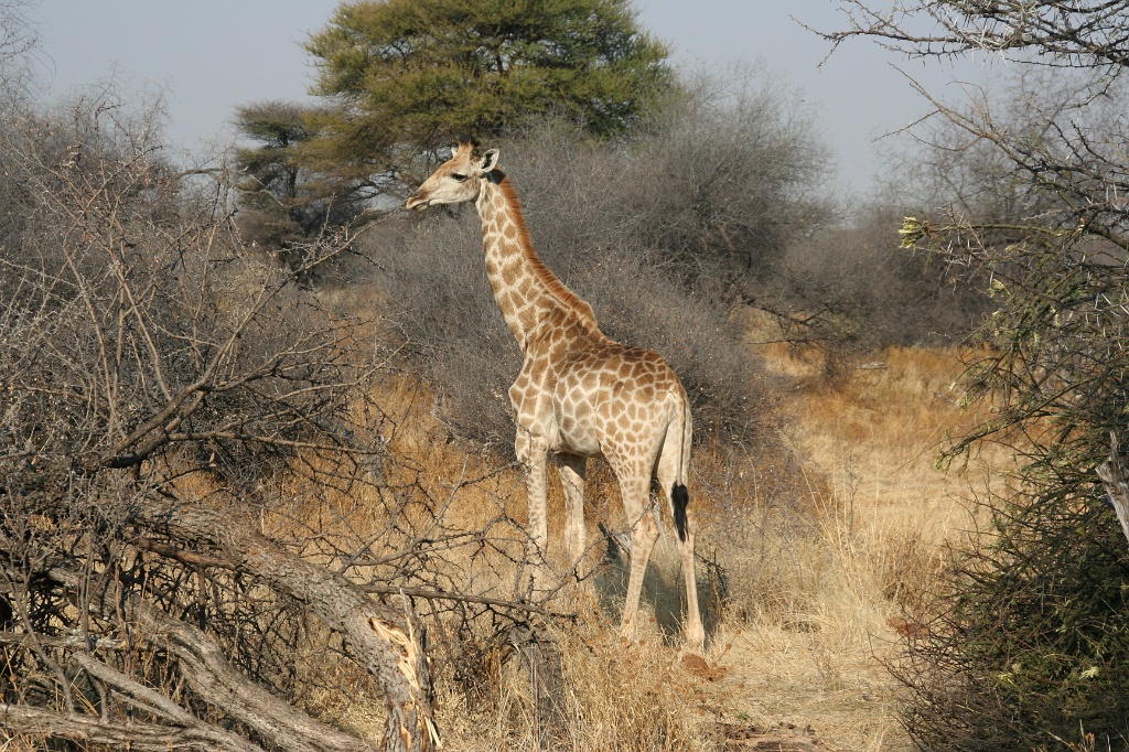 Namibia (1)